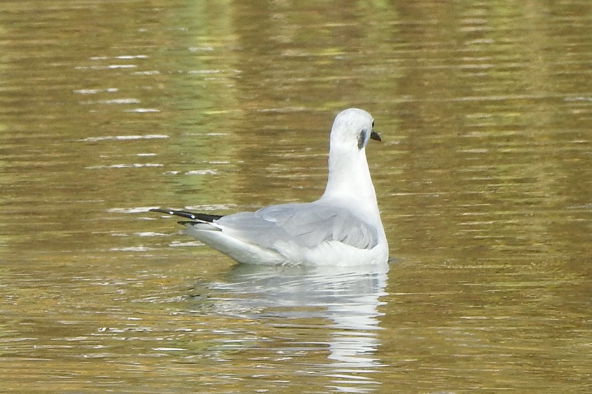 Bonaparte's Gull - ML642829410