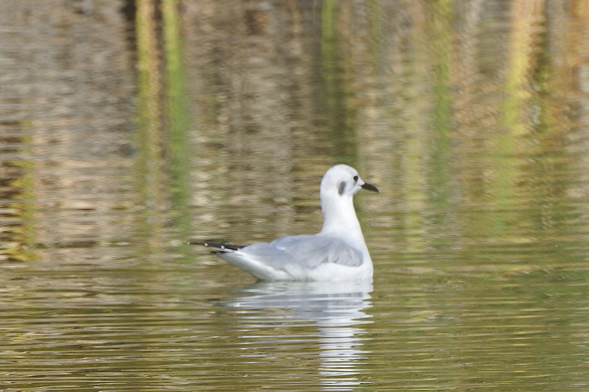 Bonaparte's Gull - ML642829411