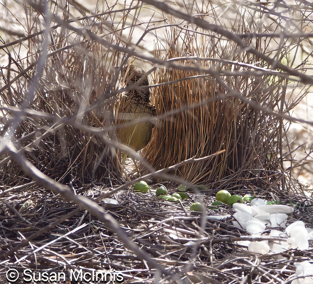 Western Bowerbird - ML642829414