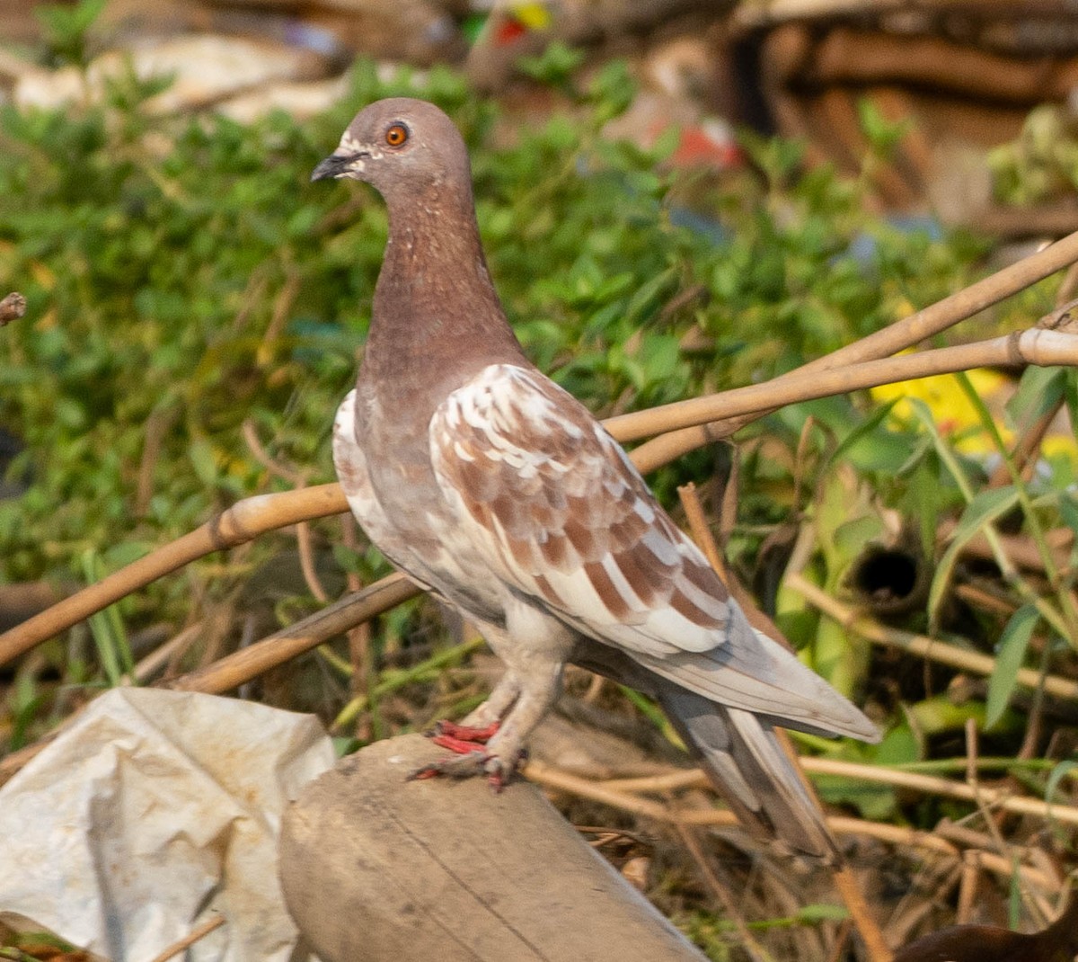 Rock Pigeon (Feral Pigeon) - ML642829423