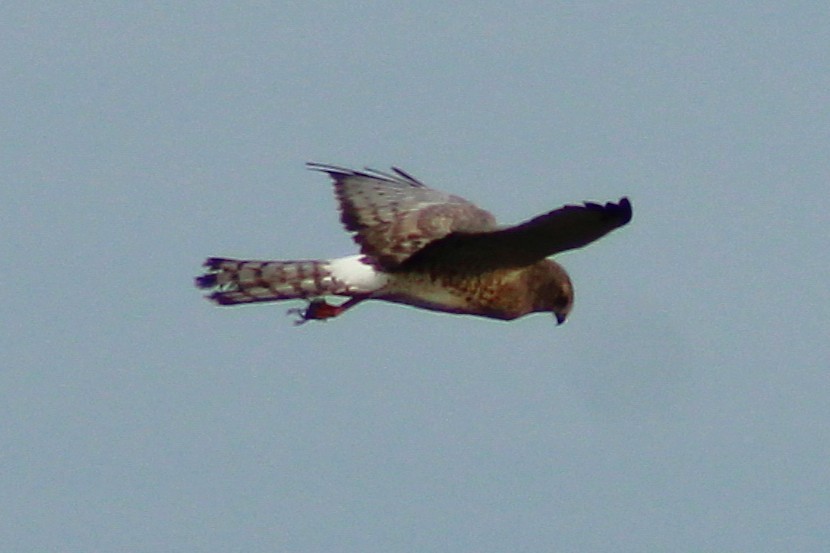 mørkmyrhauk - ML642829424