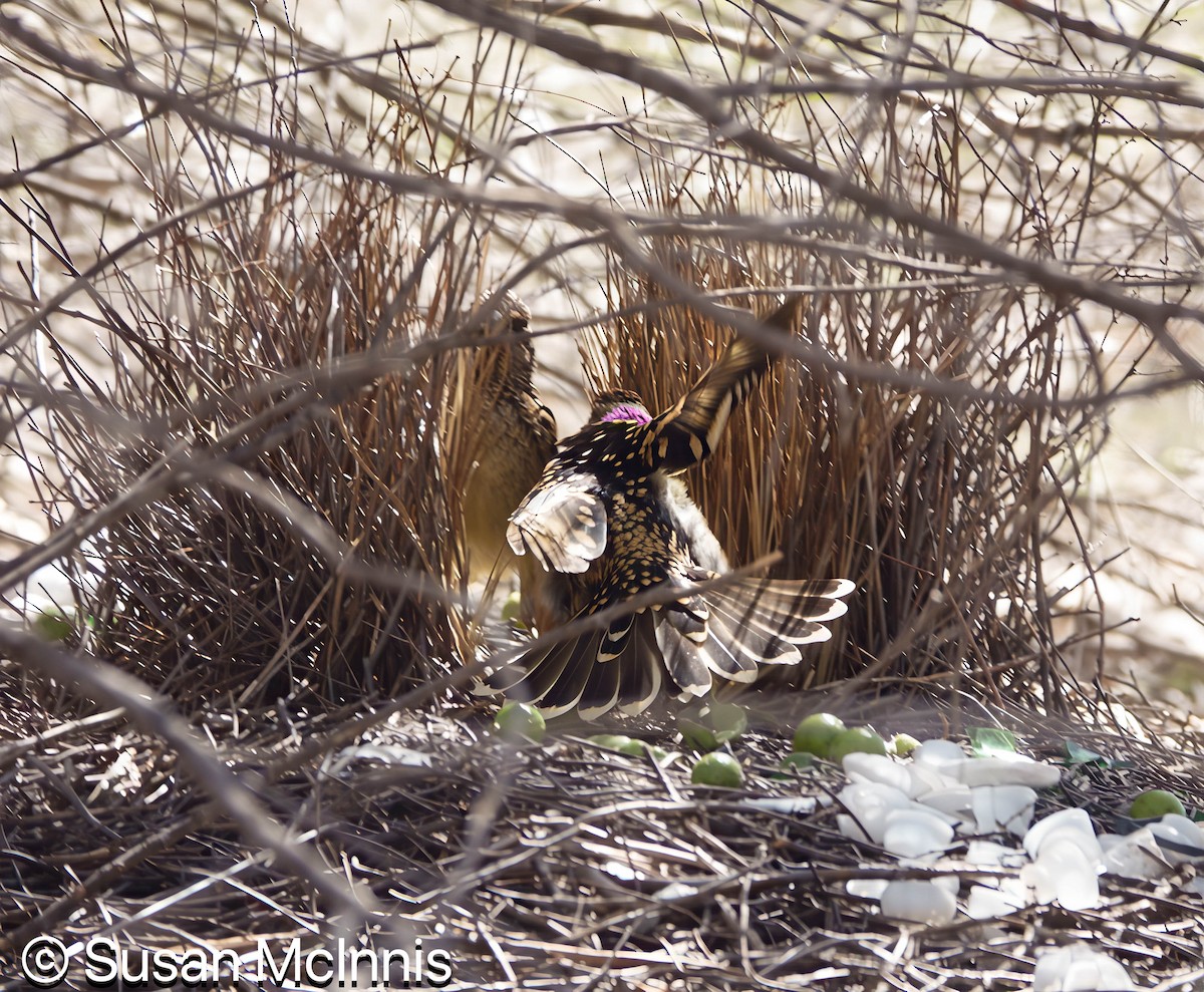 Western Bowerbird - ML642829426