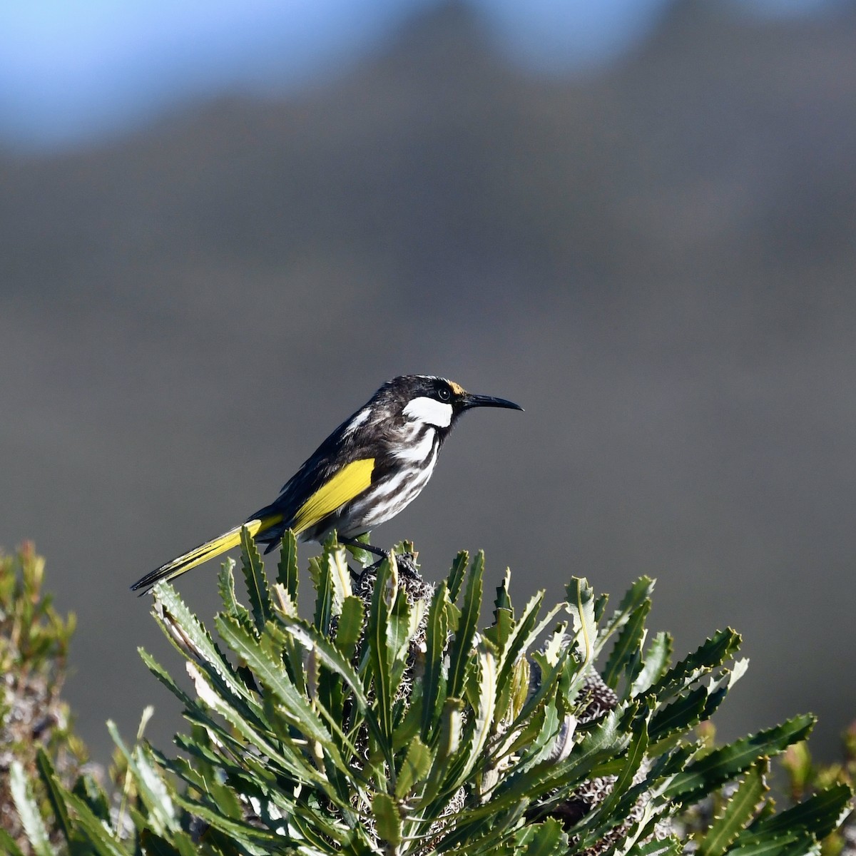 White-cheeked Honeyeater - ML642829435