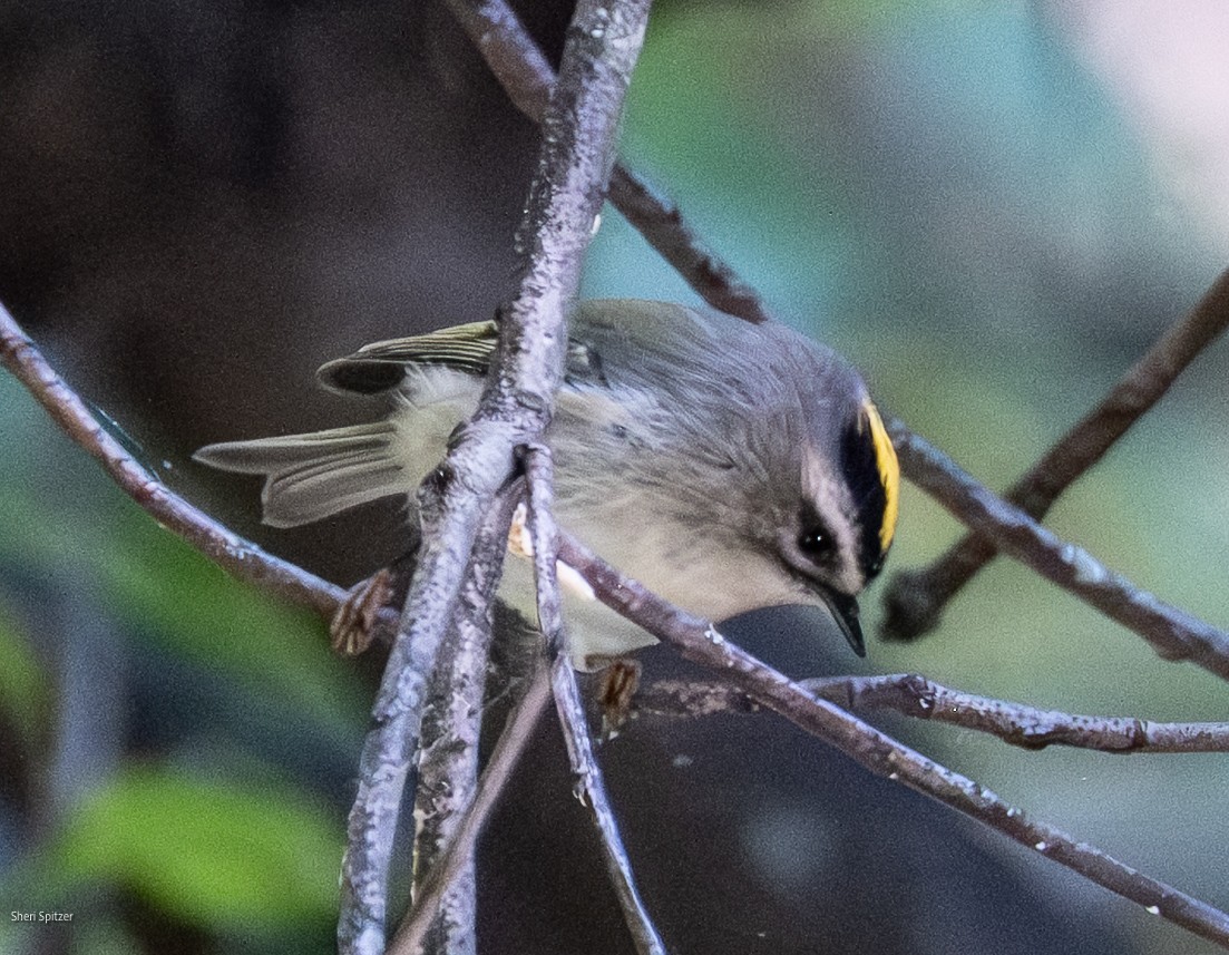 Golden-crowned Kinglet - ML642829437