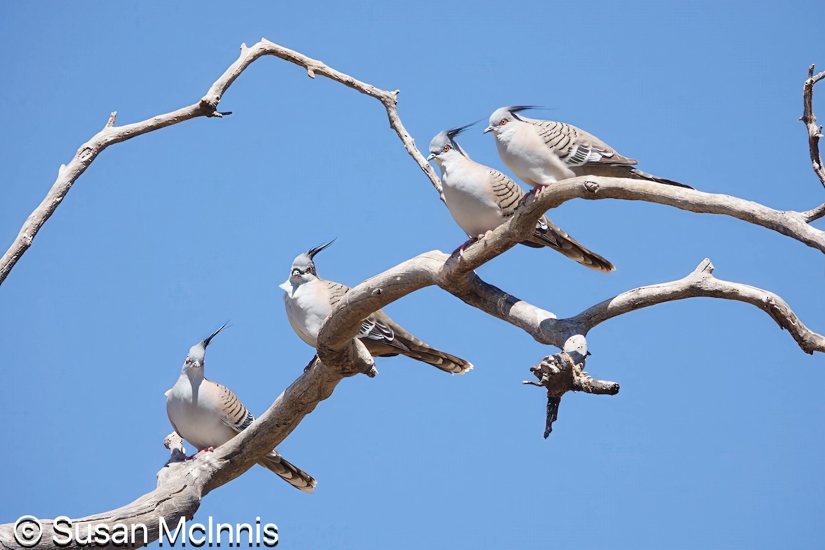 Crested Pigeon - ML642829442
