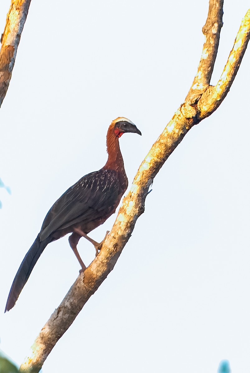 White-crested Guan - ML642829446