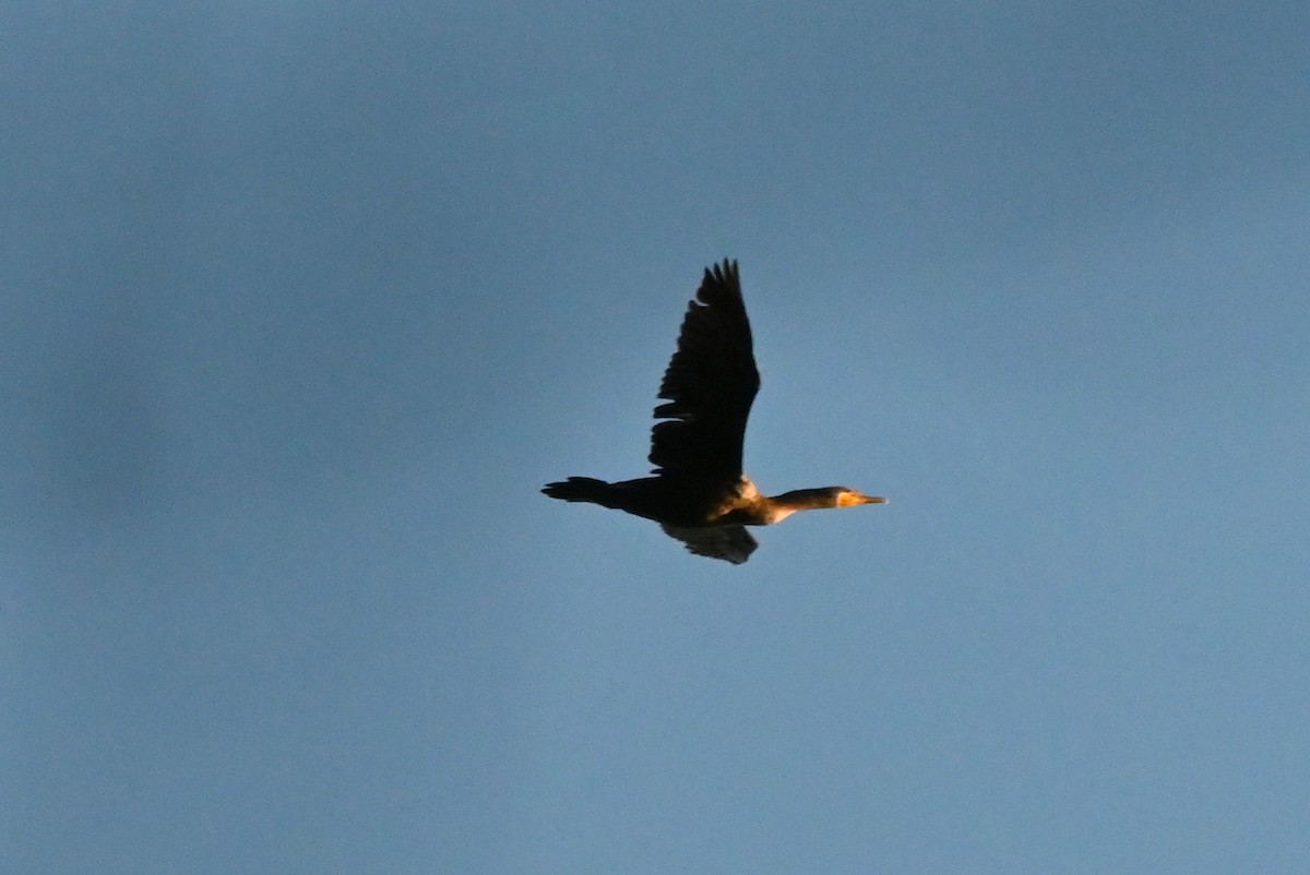 Double-crested Cormorant - ML642829448