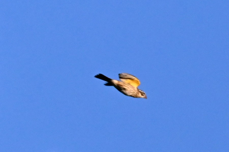 Rose-breasted Grosbeak - ML642829451
