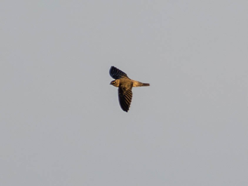 Cave Swiftlet - ML642829480