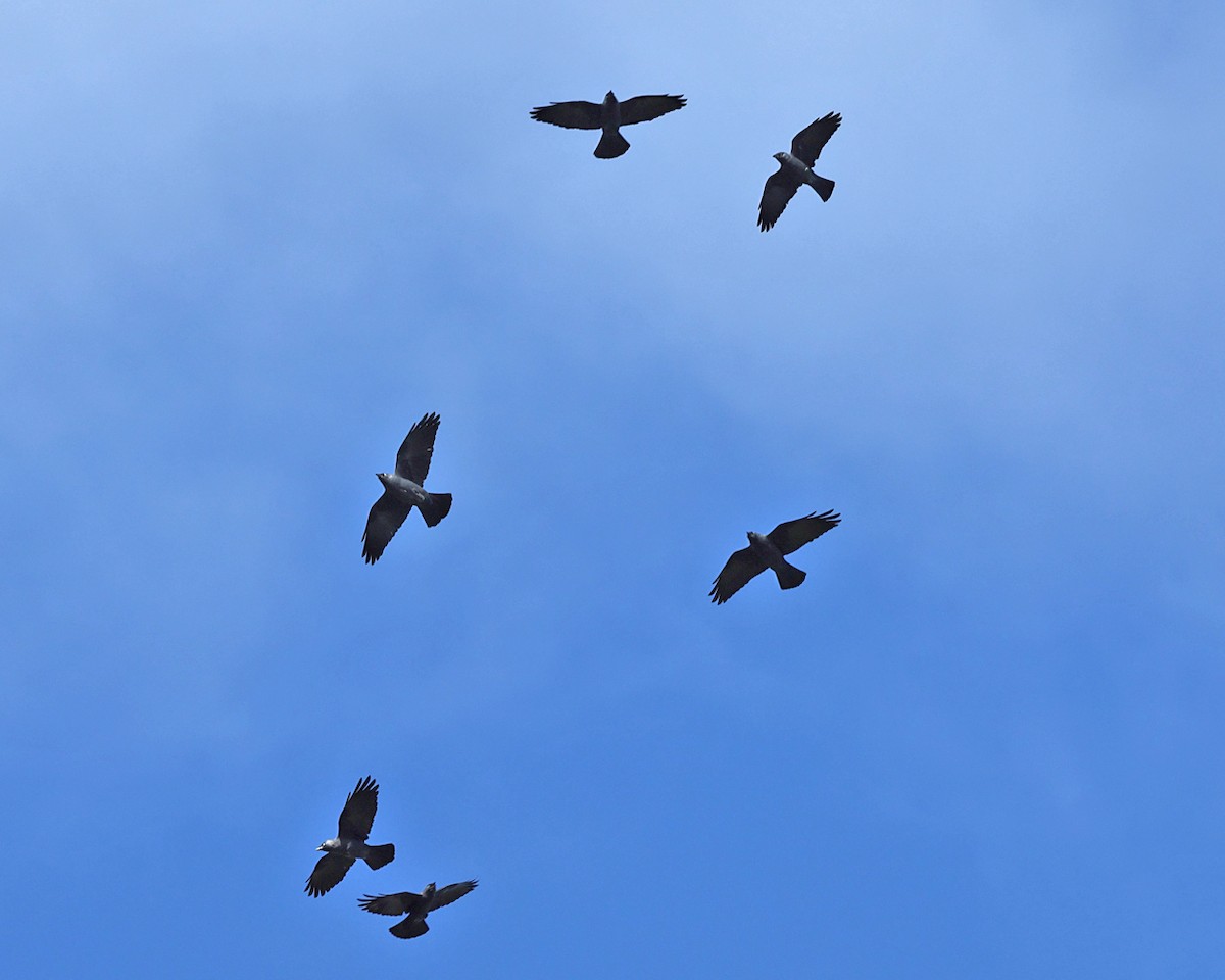 Eurasian Jackdaw - ML642829482