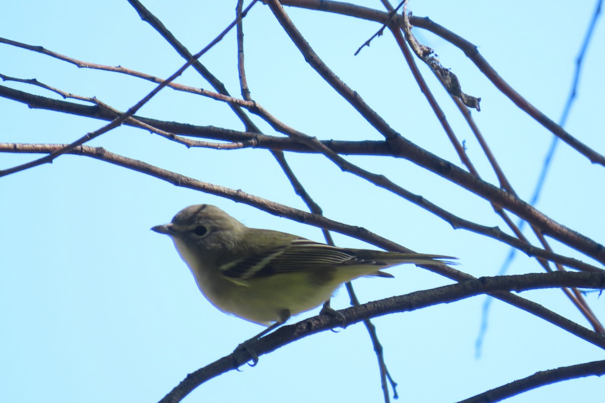 Cassin's Vireo - ML642829486