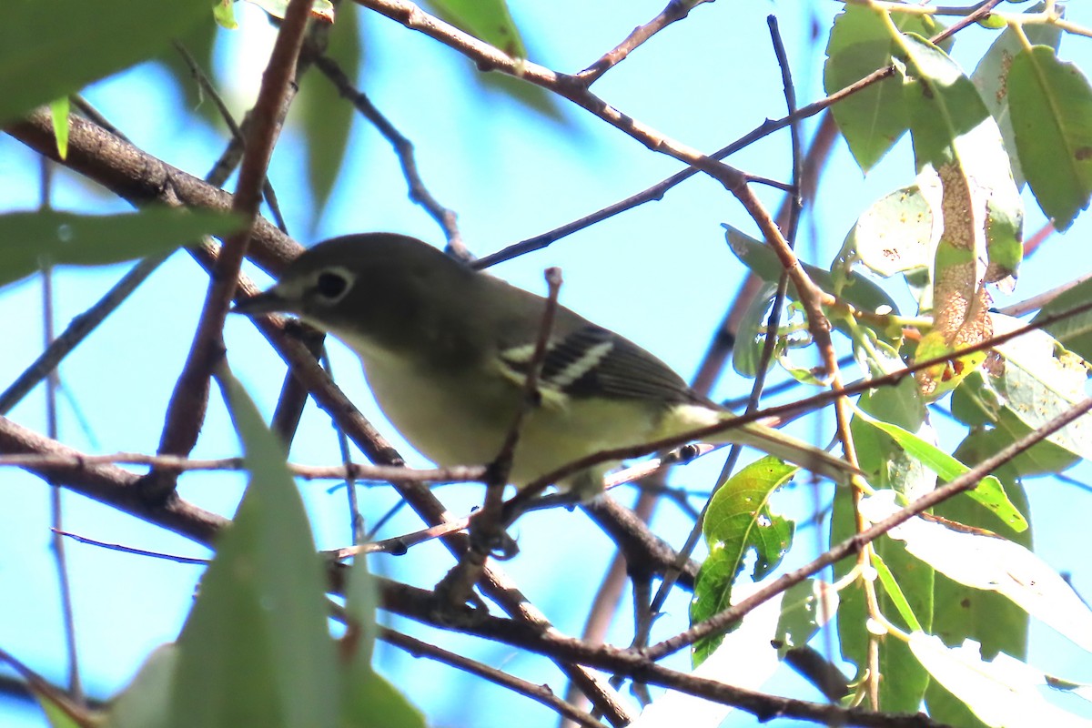 Cassin's Vireo - ML642829487