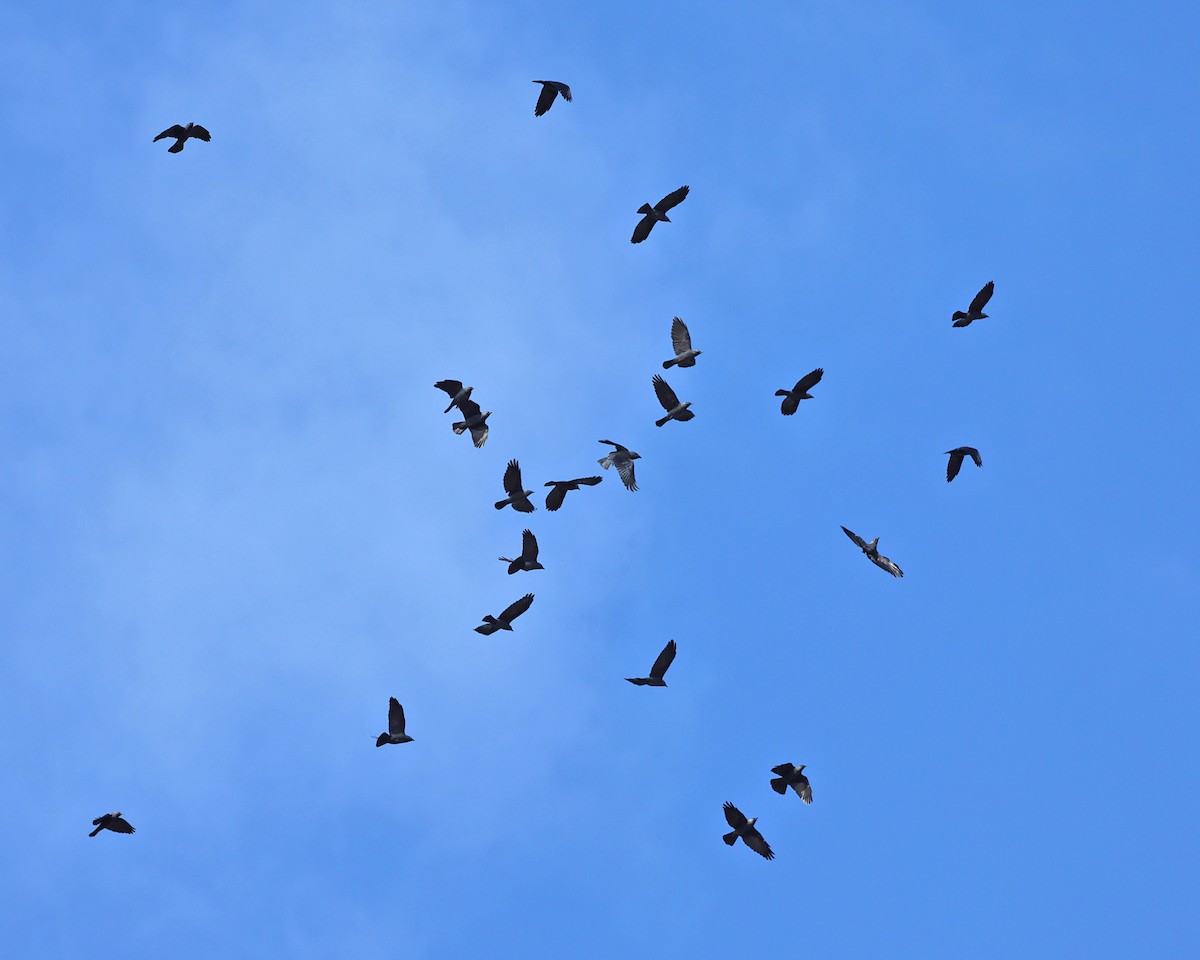 Eurasian Jackdaw - ML642829490