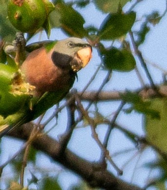 Red-breasted Parakeet - ML642829494