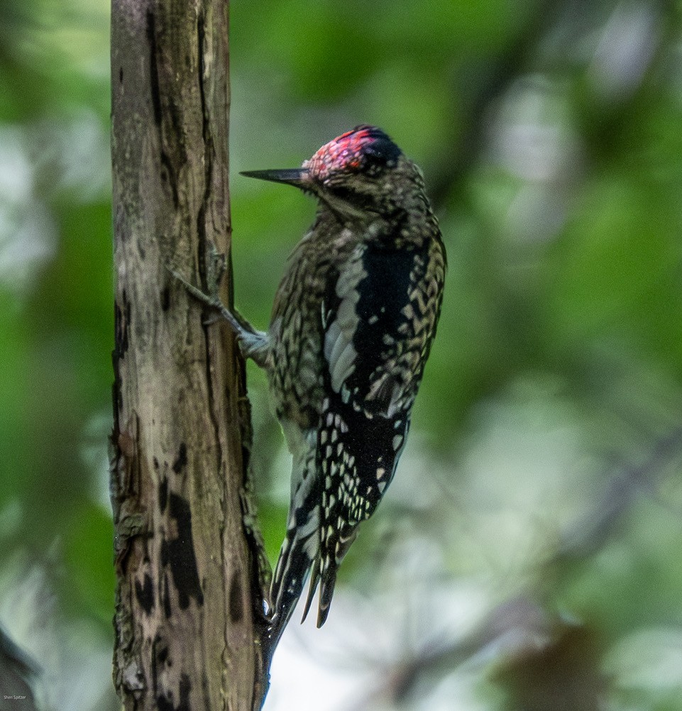 Yellow-bellied Sapsucker - ML642829501