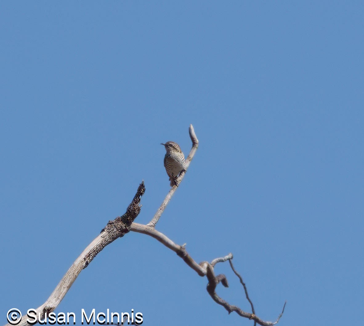 Horsfield's Bronze-Cuckoo - ML642829505