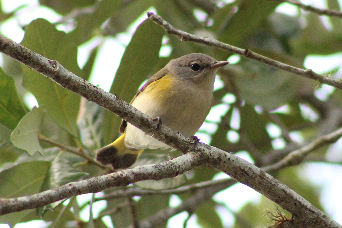 rødstjertparula - ML642829509