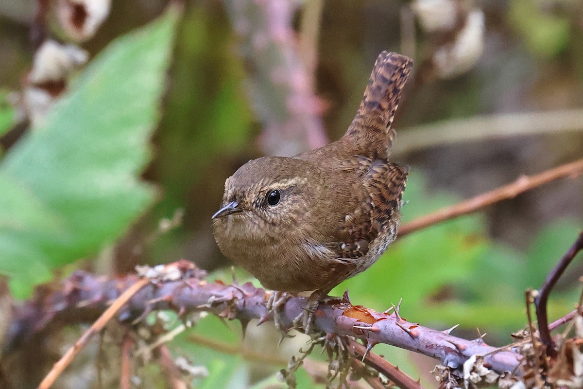 Pacific Wren - ML642829511