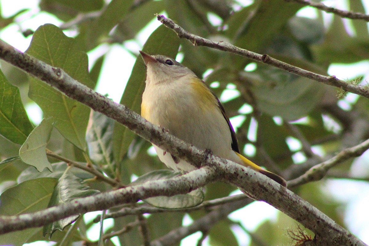 rødstjertparula - ML642829512