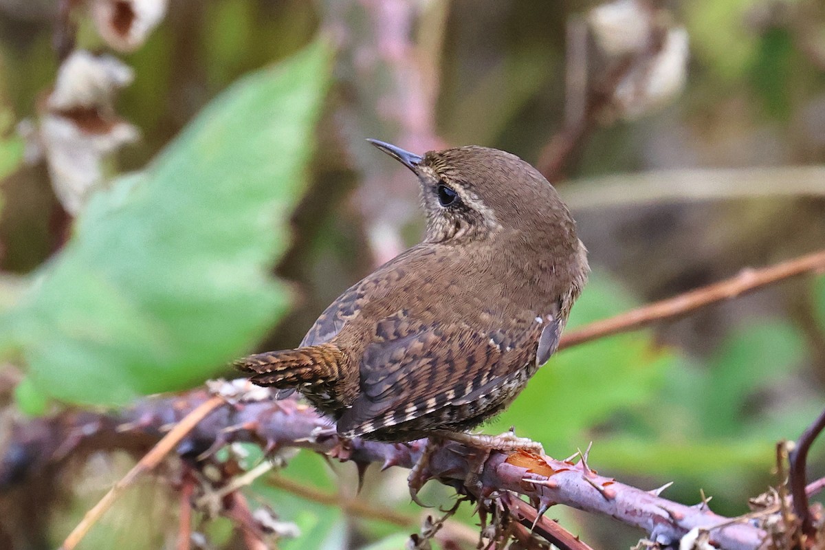 Pacific Wren - ML642829513