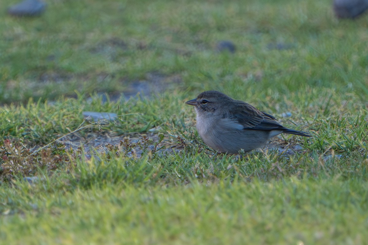 Ash-breasted Sierra Finch - ML642829514