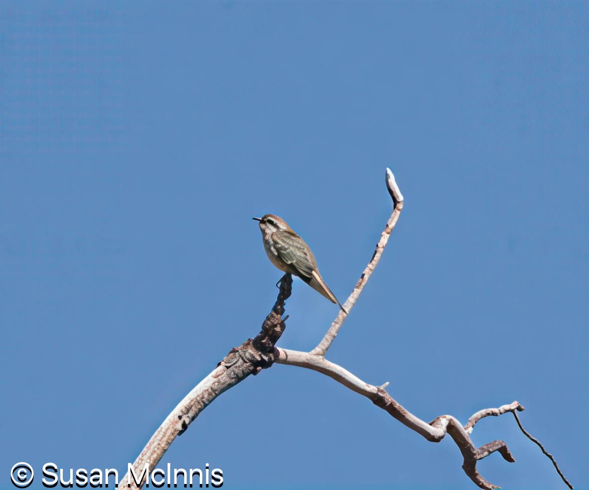 Horsfield's Bronze-Cuckoo - ML642829517