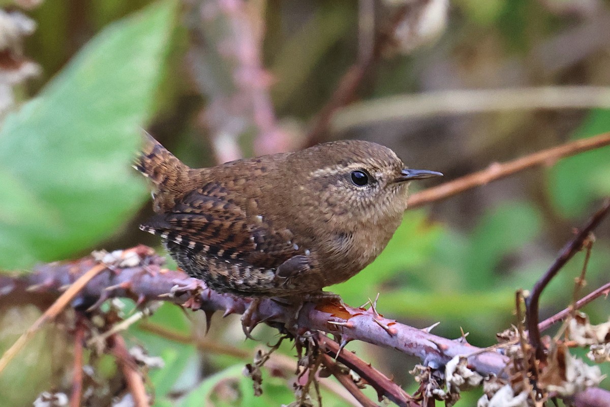 Pacific Wren - ML642829519