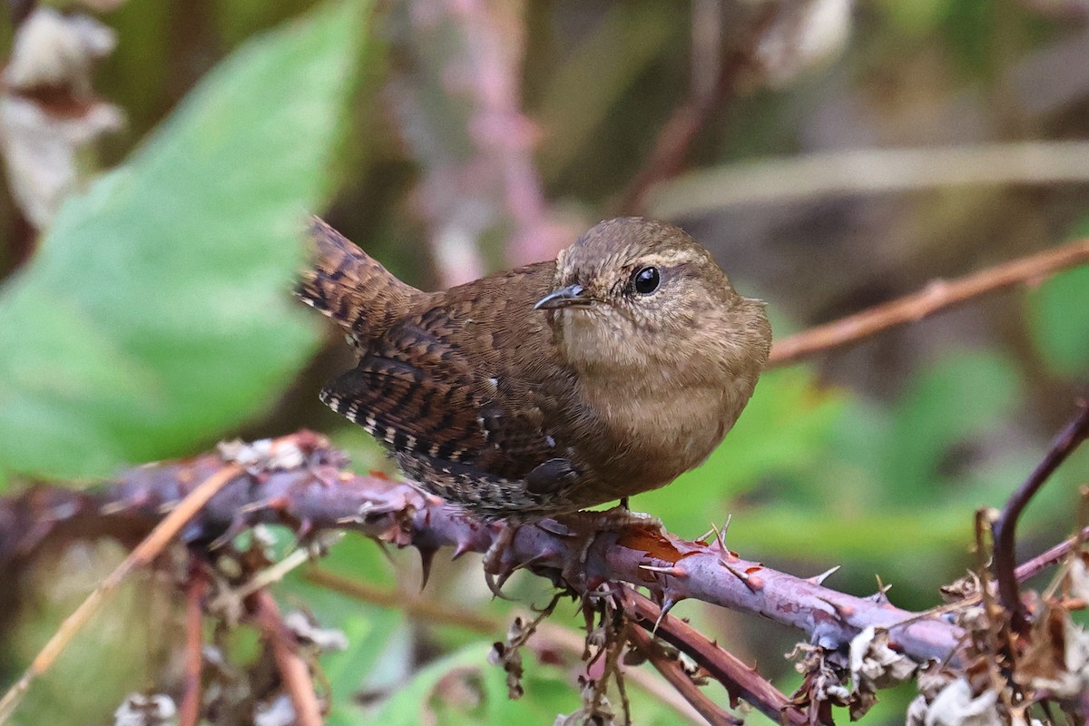 Pacific Wren - ML642829522