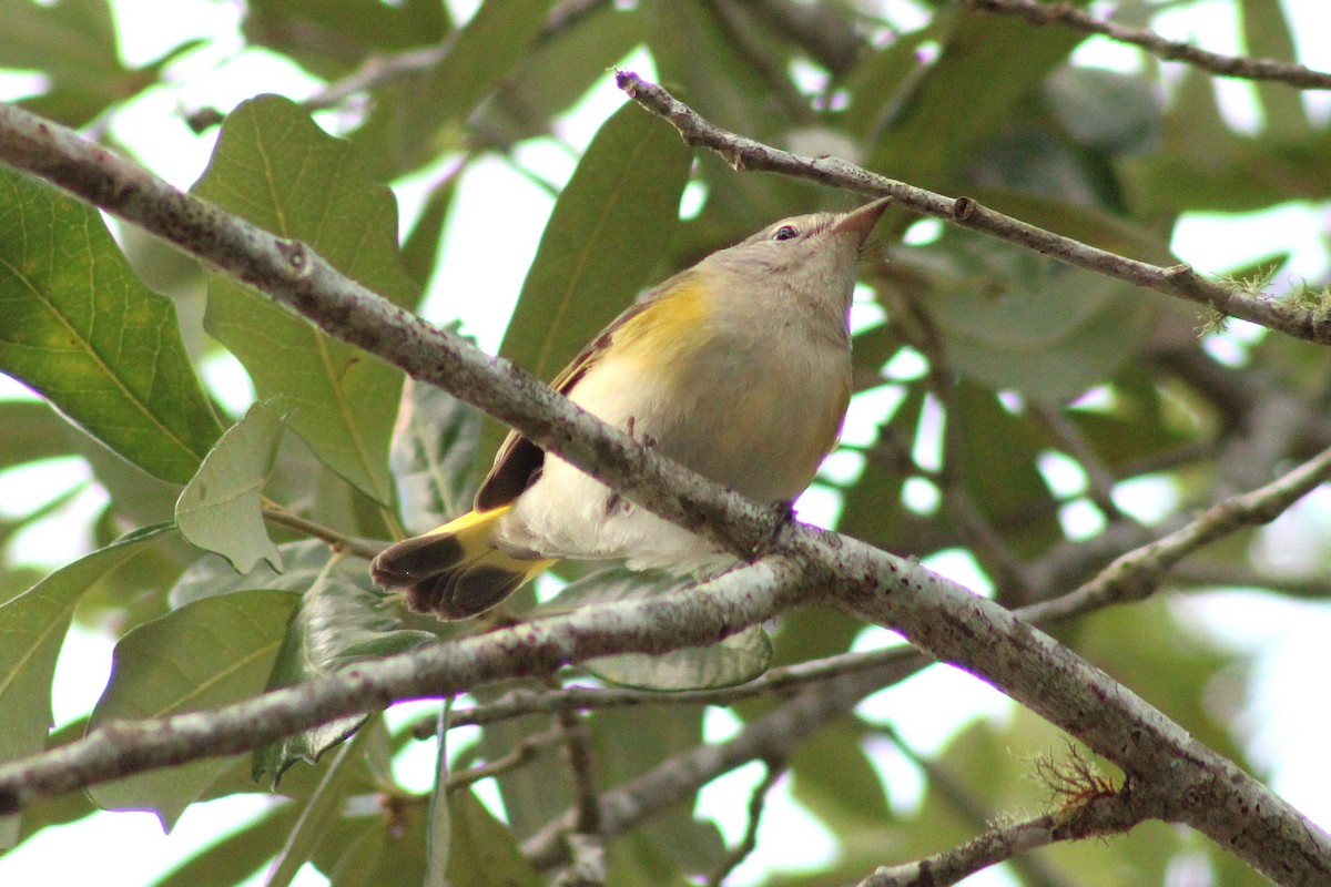 rødstjertparula - ML642829523
