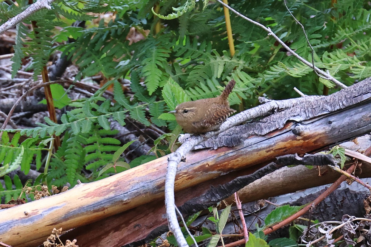 Pacific Wren - ML642829524