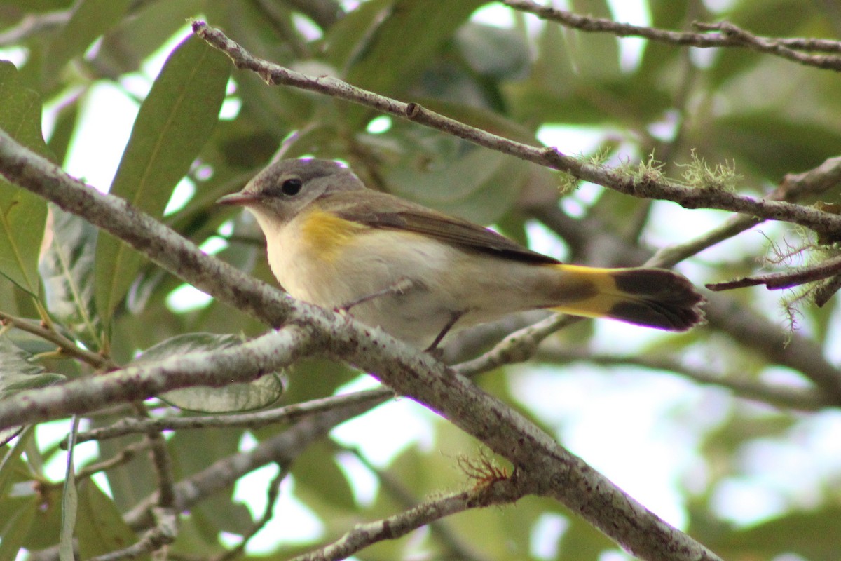 rødstjertparula - ML642829526