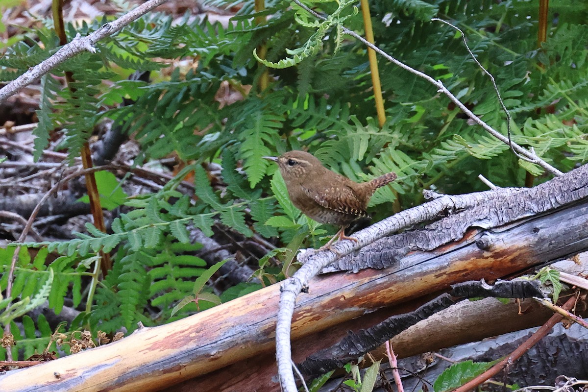 Pacific Wren - ML642829528