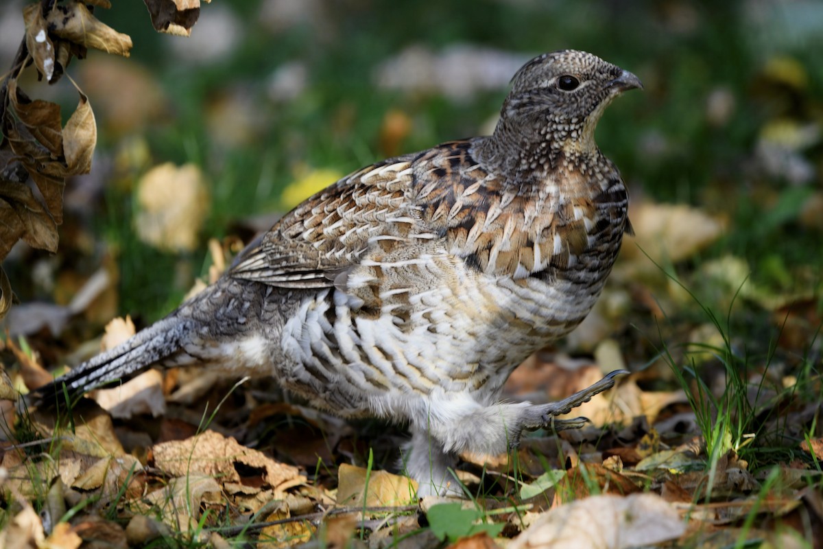 Ruffed Grouse - ML642829536
