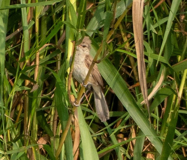 Clamorous Reed Warbler - ML642829540