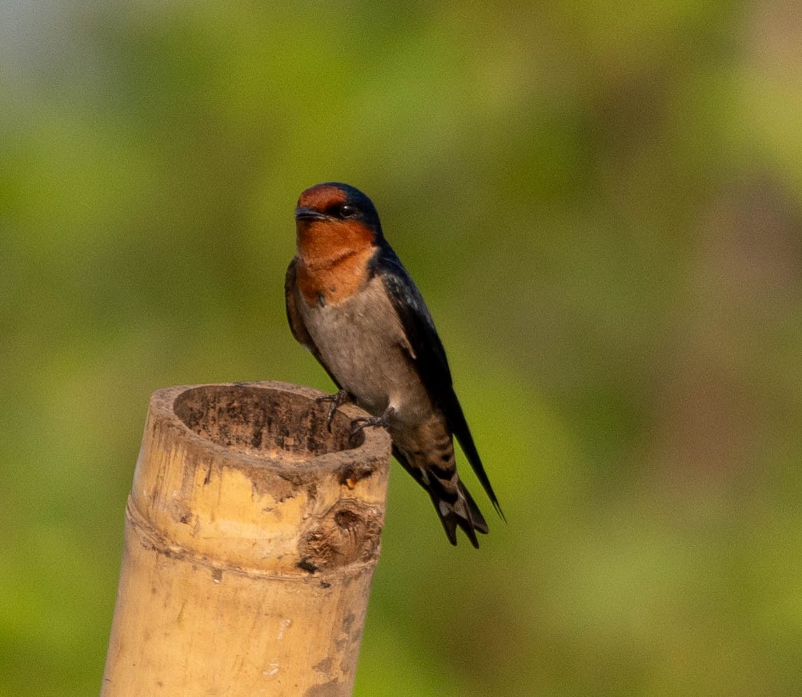 Pacific Swallow - ML642829545