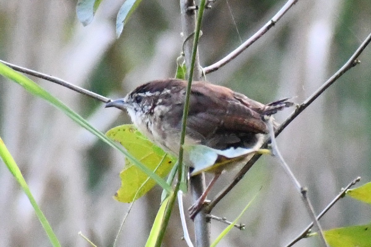 Carolina Wren (Northern) - ML642829550