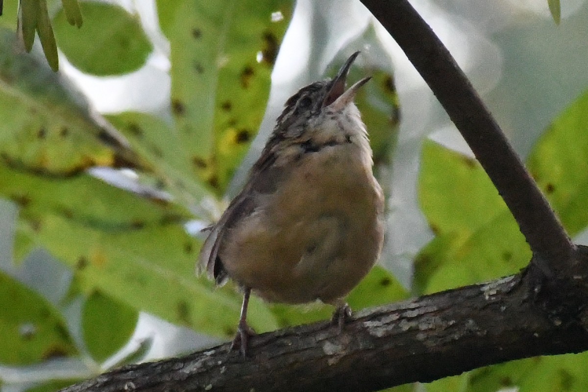 Carolina Wren (Northern) - ML642829551