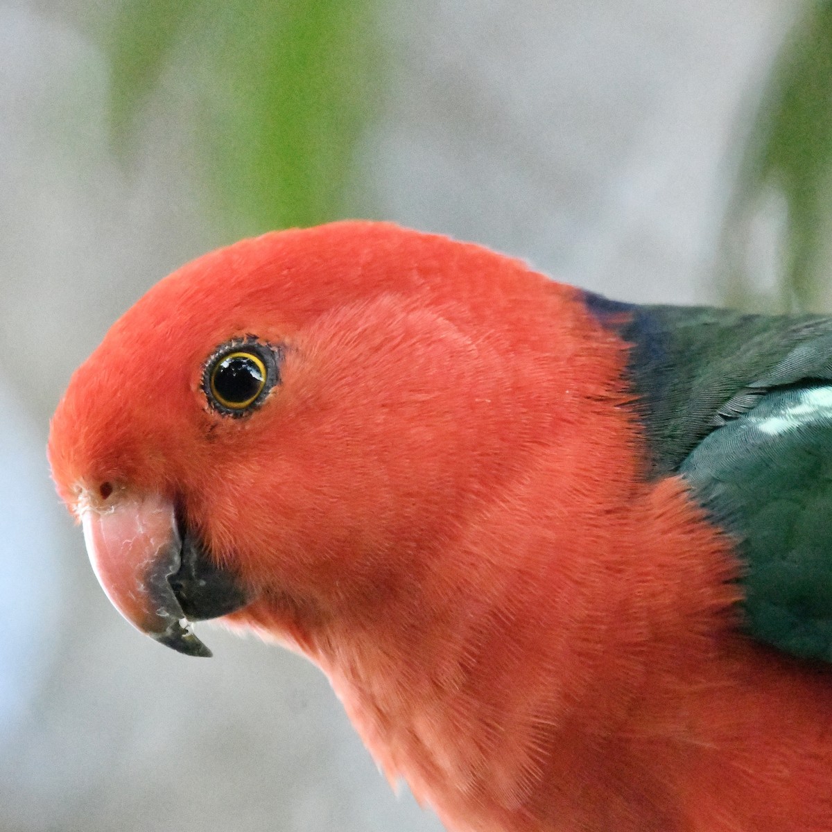 Australian King-Parrot - ML642829556