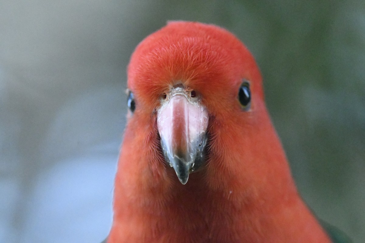 Australian King-Parrot - ML642829557