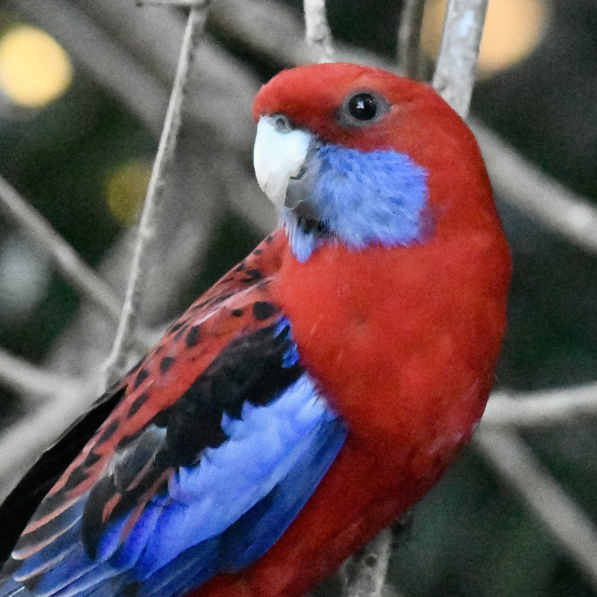 Crimson Rosella - ML642829563