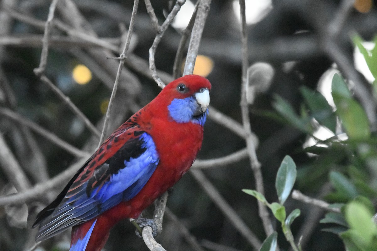 Crimson Rosella - ML642829564