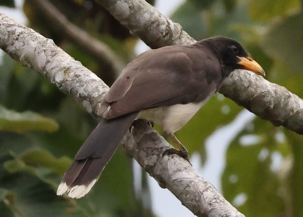 Brown Jay - ML642829565
