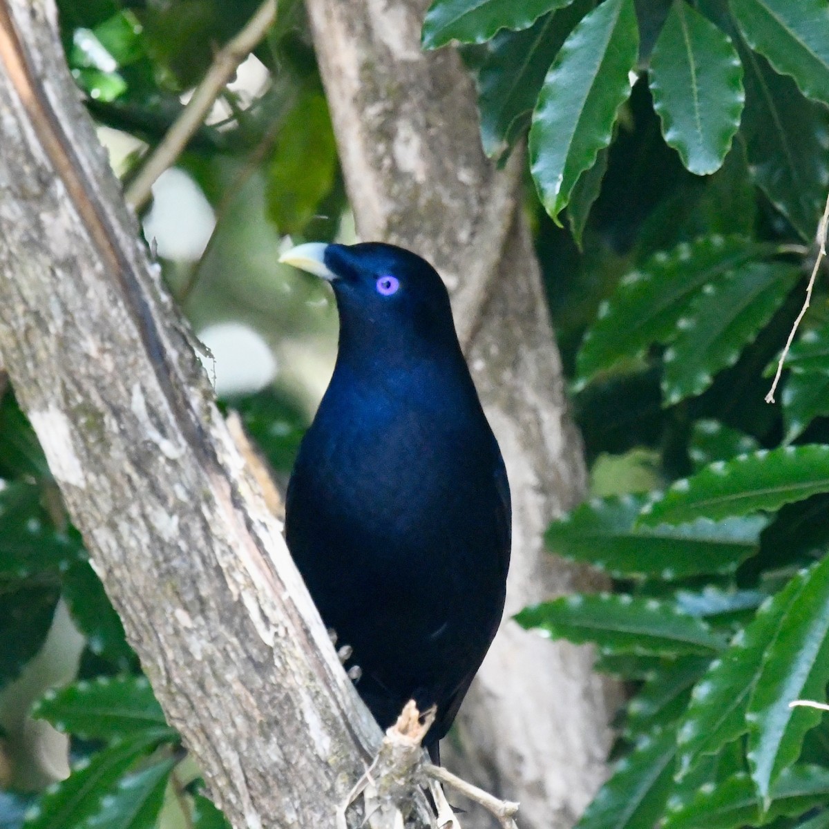 Satin Bowerbird - ML642829567