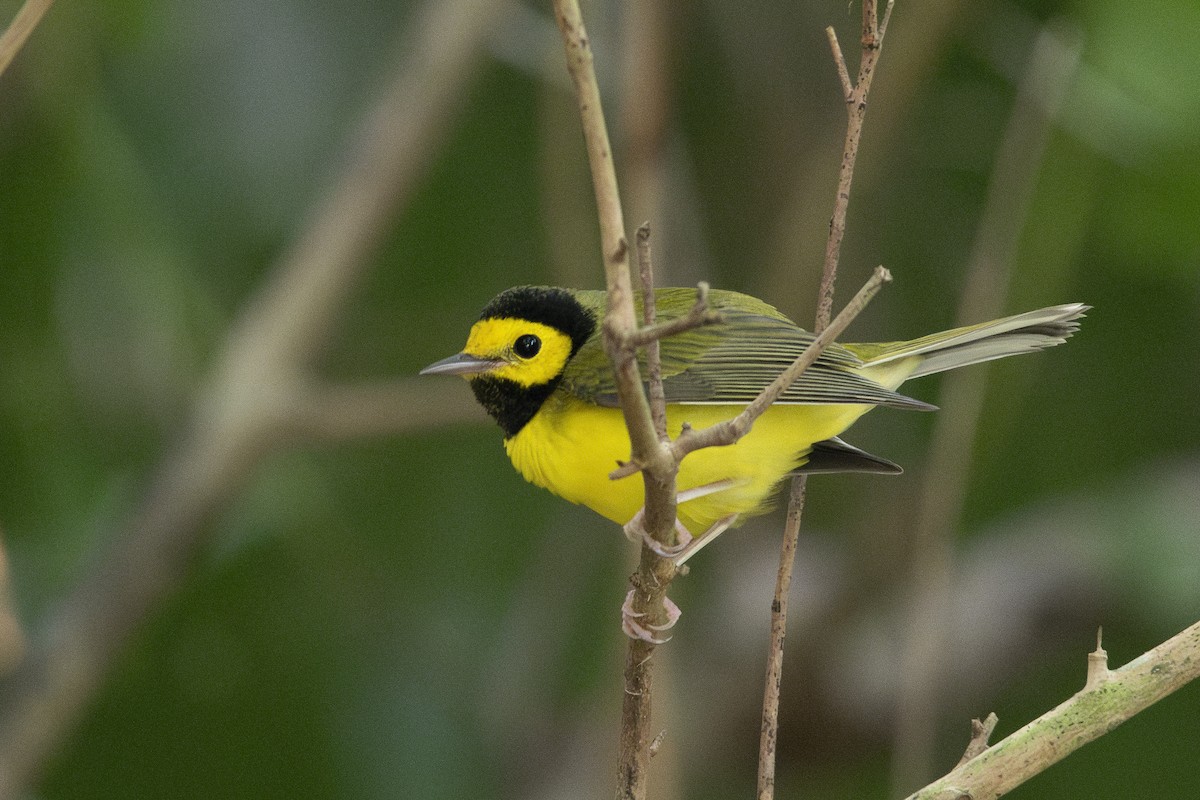 Hooded Warbler - ML642829570