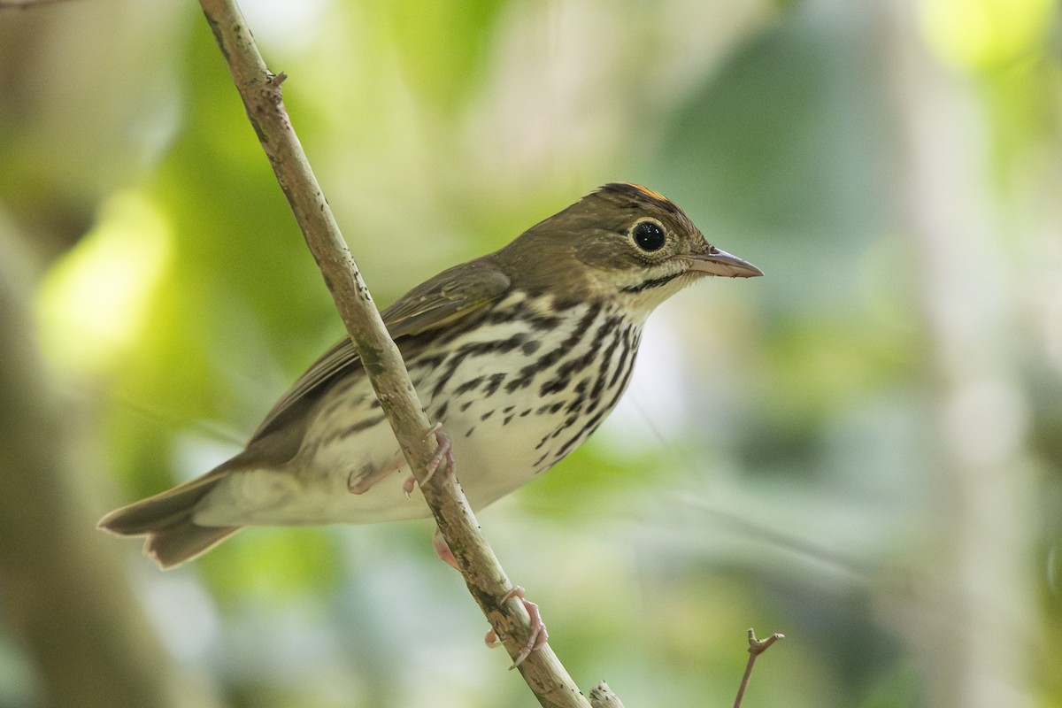 Ovenbird - ML642829573