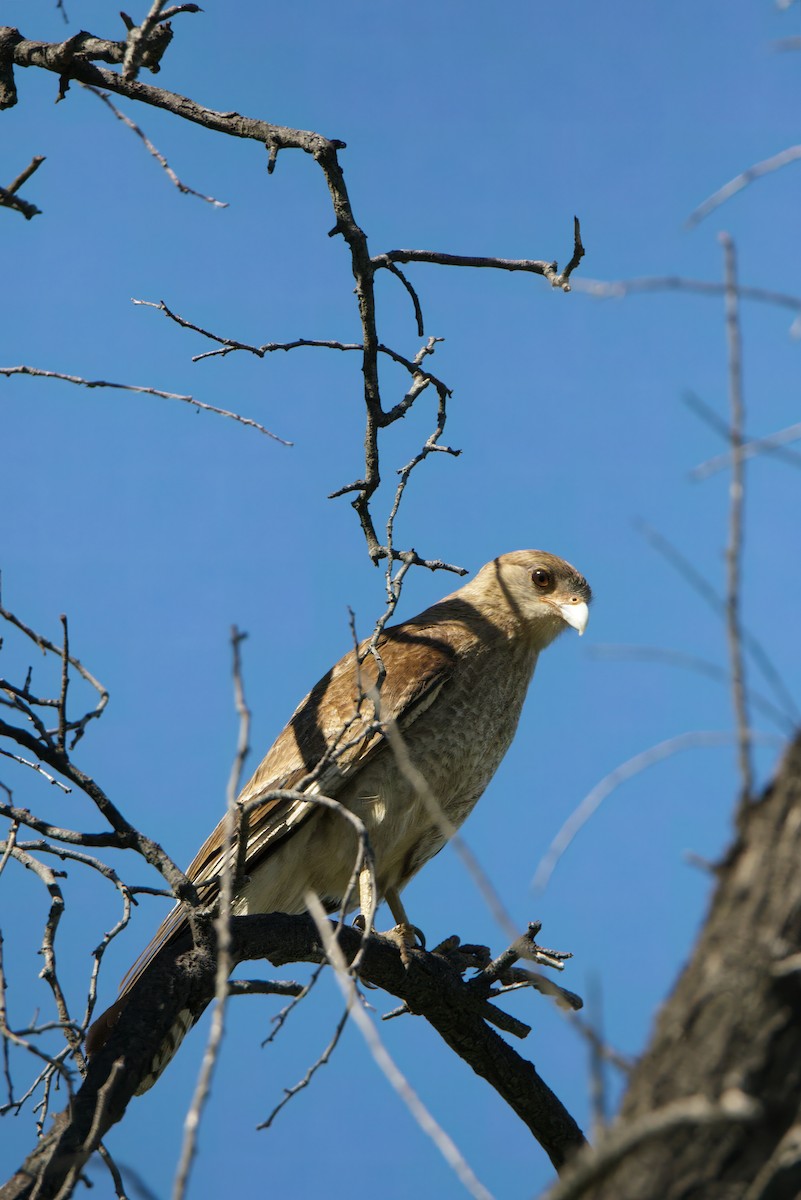 Chimango Caracara - ML642829579