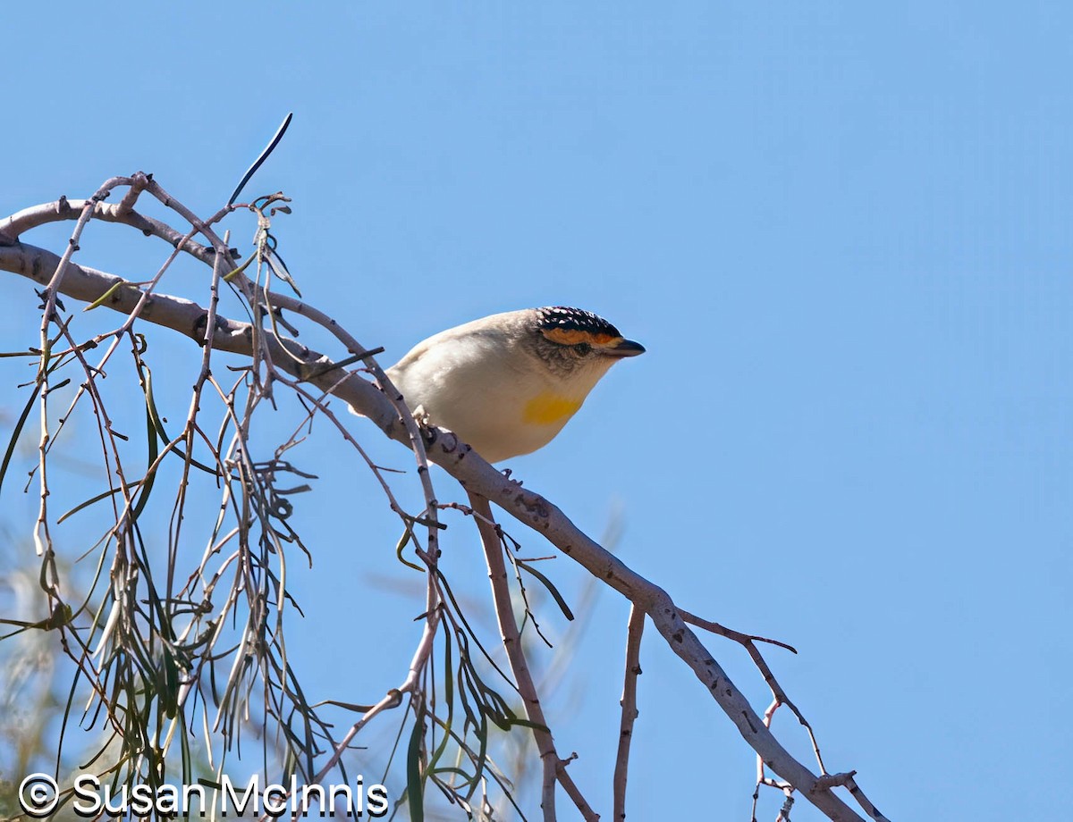 Red-browed Pardalote - ML642829580