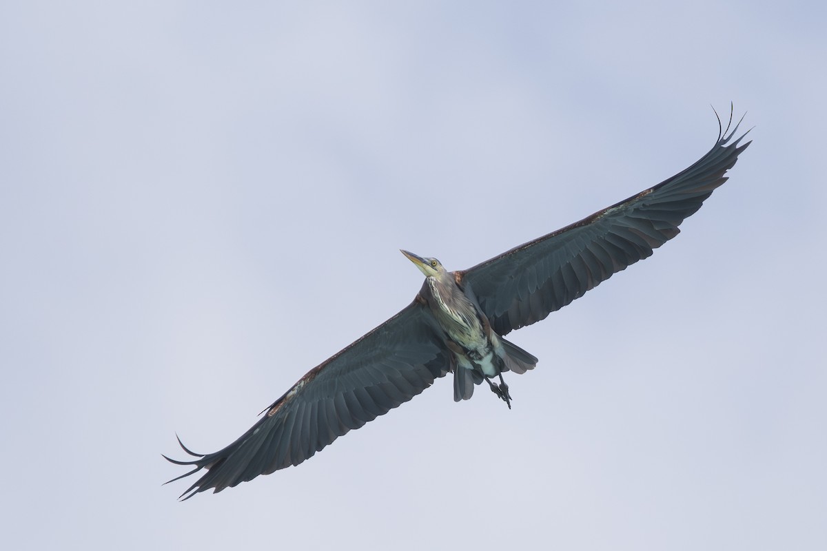 Great Blue Heron - ML642829582