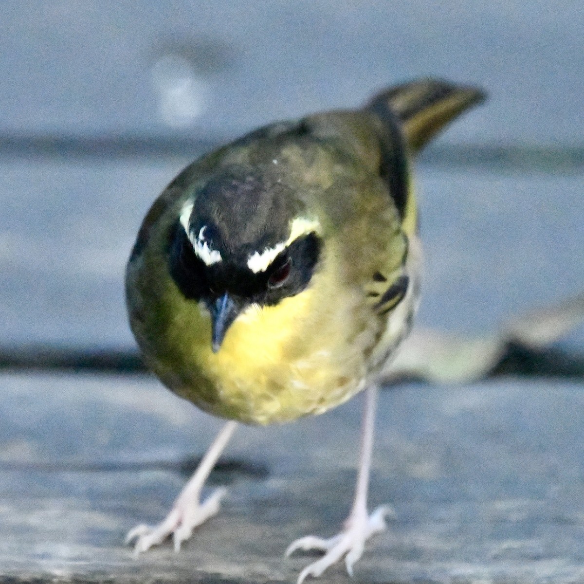 Yellow-throated Scrubwren - ML642829583