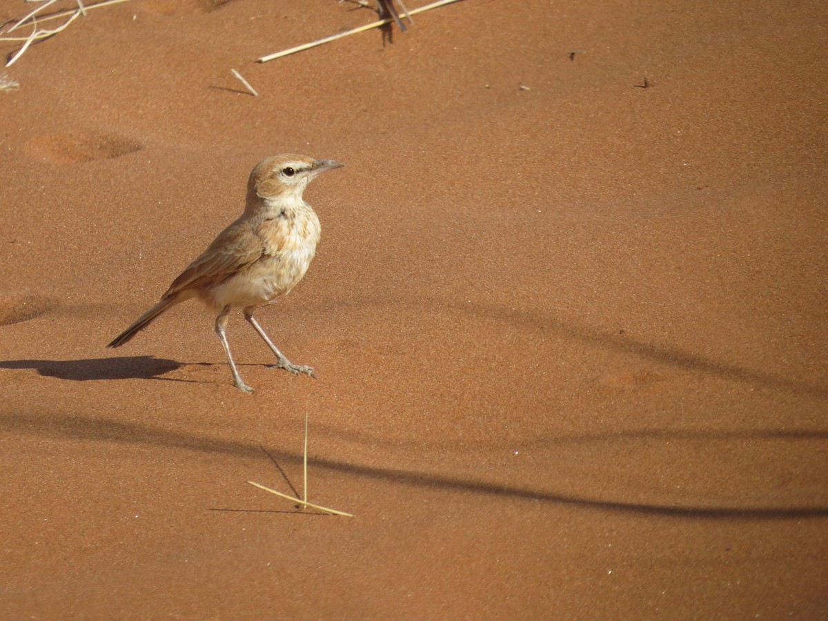 Dune Lark - ML642829587